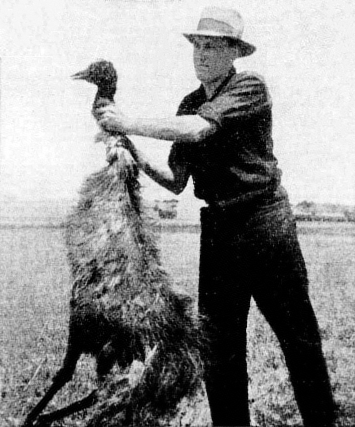 Figure 1: Australian man wrestling a dead emu